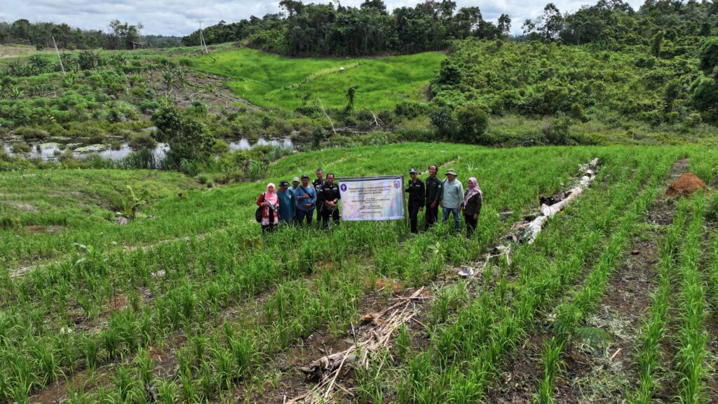 Pemkab Mura Bersama IPB Dampingi Petani Budidaya Padi Gogo