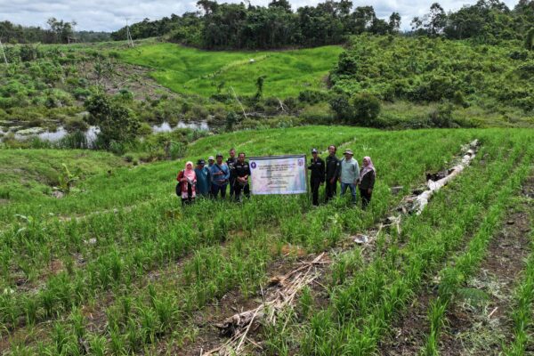 Pemkab Mura Bersama IPB Dampingi Petani Budidaya Padi Gogo