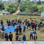 Panen Padi Gogo di Murung Raya. Upaya Tingkatkan Produksi Beras