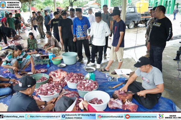 Bupati Heriyus Pantau Pembagian Hewan Kurban di Sejumlah Masjid di Puruk Cahu