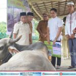 Bupati Serahkan Bantuan Sapi Kurban Bantuan Dari Presiden RI