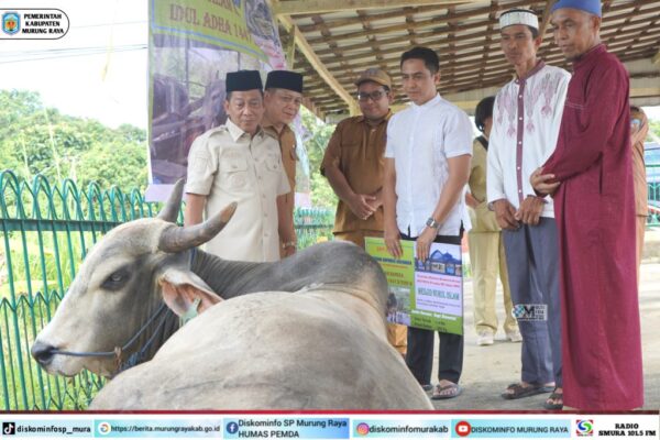 Bupati Serahkan Bantuan Sapi Kurban Bantuan Dari Presiden RI