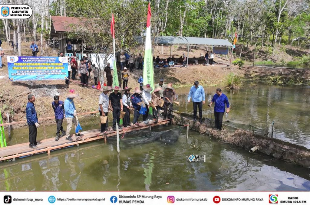 Bupati Heriyus Hadiri Panen Raya Ikan Nila, Dorong Kemajuan Budidaya Perikanan