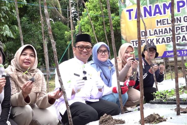 Bupati Tabalong Dan Istri Tanam Melon Di Pekarangan Rumah, Dorong Ketahanan Pangan Keluarga