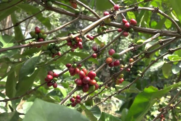 Tingkatkan Produktivitas Tanaman Perkebunan, DKP3 Tabalong Siapkan Bantuan Pupuk