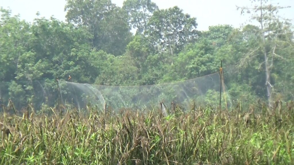 Burung Manyar Ganggu Tanaman Padi, Petani Pugaan Gelar Operasi Pengendalian