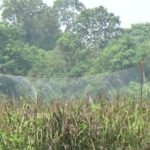 Burung Manyar Ganggu Tanaman Padi, Petani Pugaan Gelar Operasi Pengendalian