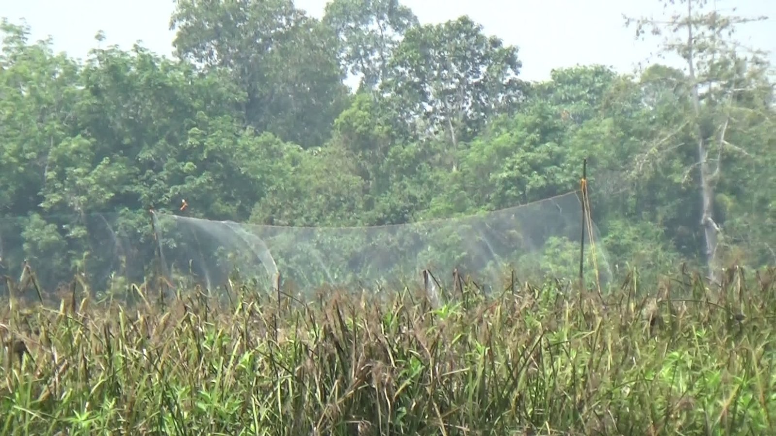 Burung Manyar Ganggu Tanaman Padi, Petani Pugaan Gelar Operasi Pengendalian