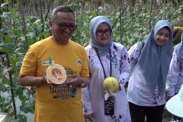 H. Fani & Istri Panen Melon di Kebun PKK, Dorong Ketahanan Pangan Keluarga
