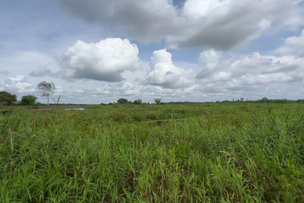 Hadapi El Nino, Wabup Tabalong Ajak Masyarakat Jaga Lahan Gambut dari Karhutla