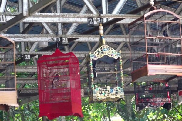 Lomba Burung Berkicau Bupati Cup, Gerakkan Sportourism dan UMKM Tabalong