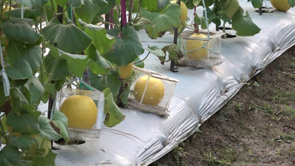 Pekarangan Bisa Jadi Lahan Cuan, Tanam Melon Golden dengan Potensi Harga Jual Rp25 Ribu/Kg