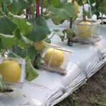 Pekarangan Bisa Jadi Lahan Cuan, Tanam Melon Golden dengan Potensi Harga Jual Rp25 Ribu/Kg