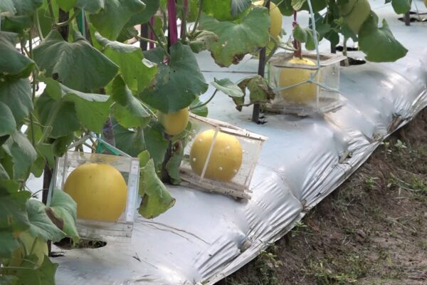Pekarangan Bisa Jadi Lahan Cuan, Tanam Melon Golden dengan Potensi Harga Jual Rp25 Ribu/Kg