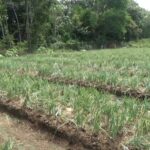 Perkuat Ketersediaan Benih, Tabalong Siapkan Bantuan 1.300 kg Bibit Bawang Merah