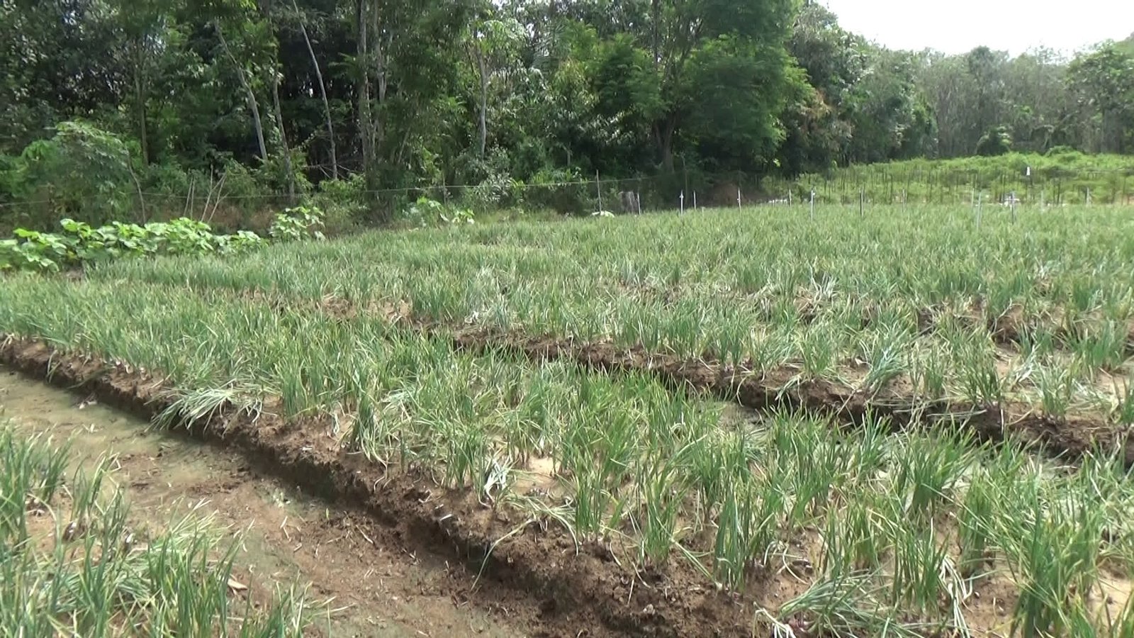 Perkuat Ketersediaan Benih, Tabalong Siapkan Bantuan 1.300 kg Bibit Bawang Merah