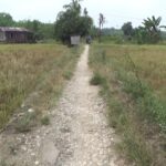 Permudah Angkut Hasil Panen, Poktan Padang Sari Usulkan Jalan Usaha Tani