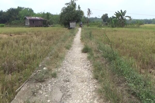 Permudah Angkut Hasil Panen, Poktan Padang Sari Usulkan Jalan Usaha Tani