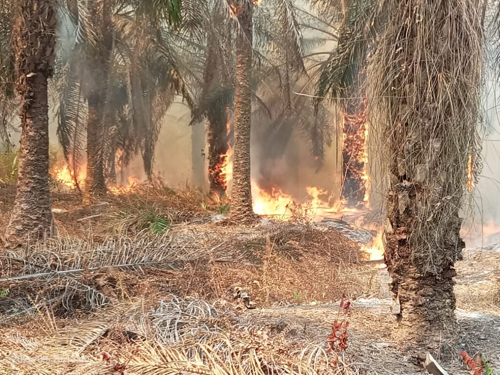 Lahan Sawit PT STP-1 Wilmar Grup Terbakar, Pemukiman Warga Dikepung Asap Karhutla