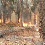 Lahan Sawit PT STP-1 Wilmar Grup Terbakar, Pemukiman Warga Dikepung Asap Karhutla