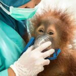 Dampak Asap Karhutla, 47 Orang Utan Terserang ISPA