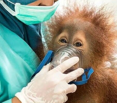 Dampak Asap Karhutla, 47 Orang Utan Terserang ISPA