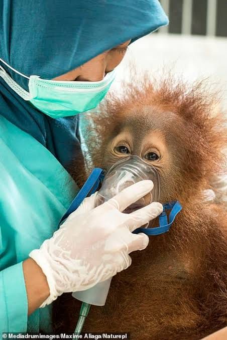 Dampak Asap Karhutla, 47 Orang Utan Terserang ISPA