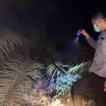 Mayat Tanpa Identitas Ditemukan di Kebun Sawit