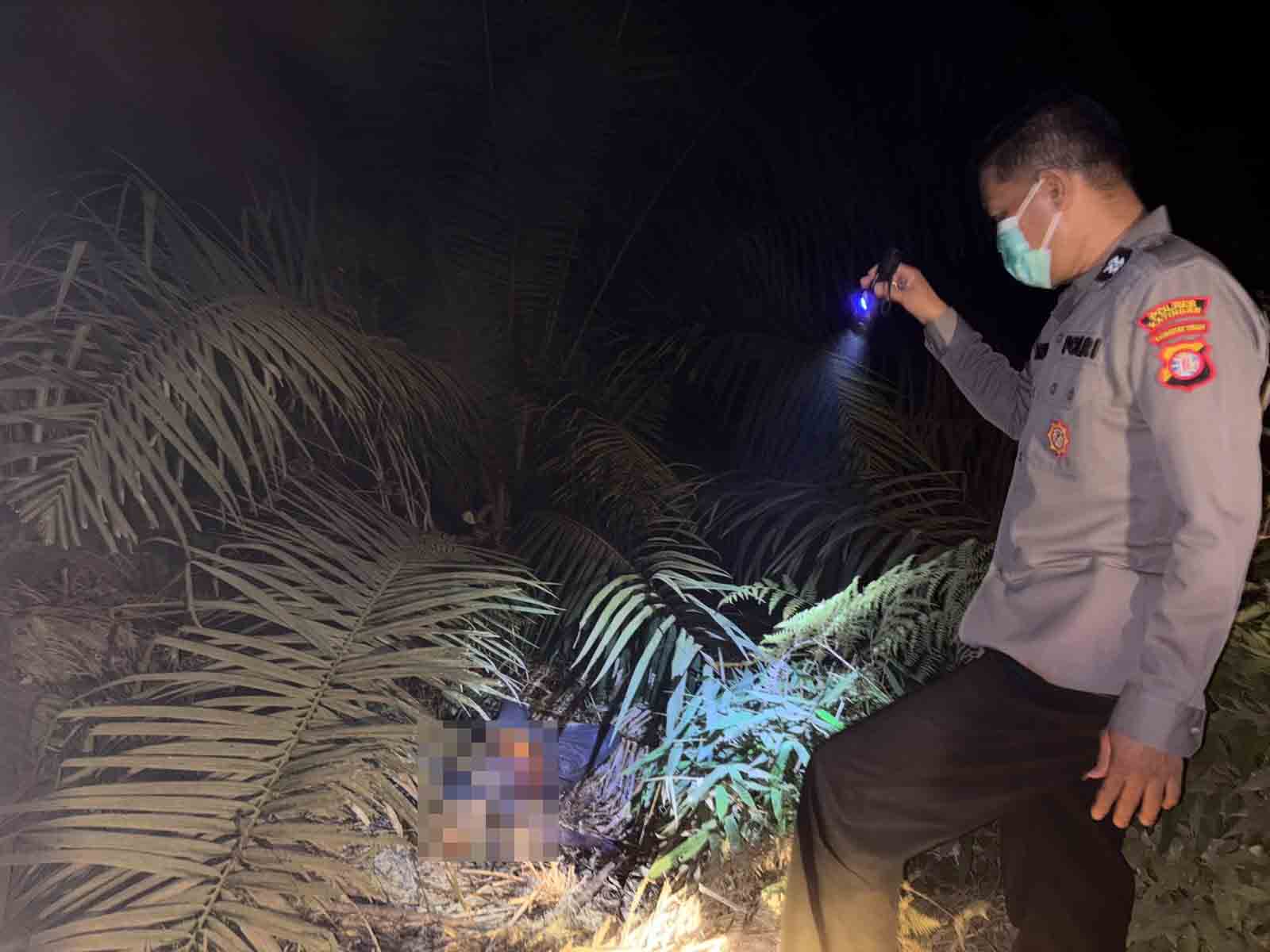 Mayat Tanpa Identitas Ditemukan di Kebun Sawit